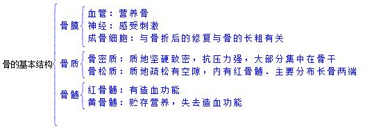 长骨的管状结构就象是人骑的自行车大梁一样,轻便而又牢固,其结构与人