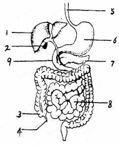 2014年山东初一生物真题 正文  【题文】下图是人体消化系统模式图,请