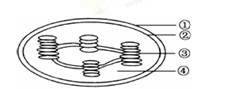 2014年辽宁高三生物真题 正文  【题文】下图为叶绿体亚显微结构图