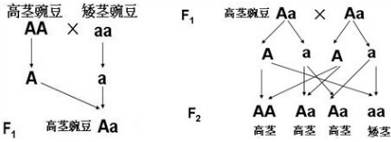 2014年初中生物八年级下册专题训练卷之生物的遗传和变异(带解析)