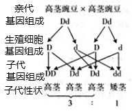 试题分析:两株高茎豌豆的基因组成都是dd,把二者相互杂交,其遗传图解