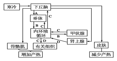 2014年全国高三生物模拟题 正文  【题文】下图是人体体温调节部分