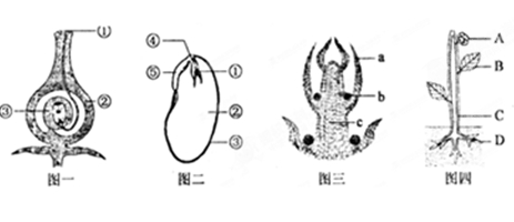 【题文】以下是绿色植物受精过程,种子,芽和植株结构示意图,根据图示