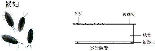 【题文】以下是某班同学设计的"探究影响鼠妇生活的环境因素"实验方案