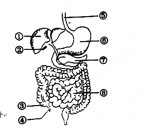 2014年安徽初一生物真题 正文 【题文】下图是人体消化系统模式图,请