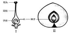 下图Ⅰ和Ⅱ是水蜜桃的果实结构及来源示意图,Ⅲ是桃果肉细胞结构图,请