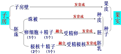 正文  解析 从图中可知受精后,花的胚珠将来发育成种子,受精卵发育成