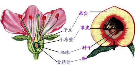 【解析】 试题分析:花的结构包括:花柄,花托,花萼,花冠,雄蕊和雌蕊几