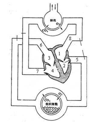 分【题文】根据下面人体血液循环和气体交换示意图,回答下列问题