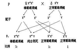 【答案】(1)人类 (2)染色体数目变异,雄,二 (3)见下边遗传图解