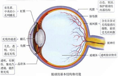 【解析】 试题分析:眼球的结构及功能如图所示