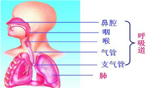 试题分析:(1)组成呼吸系统的器官如图所示:因此呼吸系统由呼吸道和肺大班语言优秀v器官教案图片