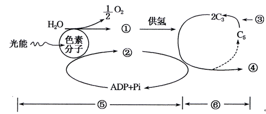 【题文】根据下面的光合作用图解判断,相关说法不正确的是