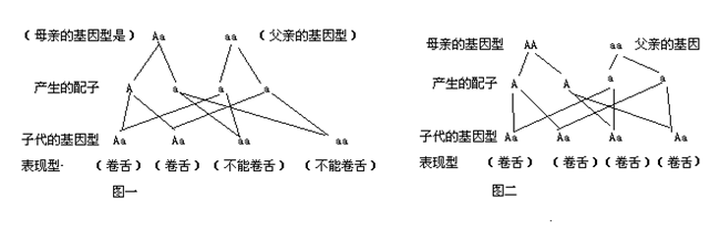 考点:本题考查的知识点是基因随配子代代相传,遗传具有一定的规律性.