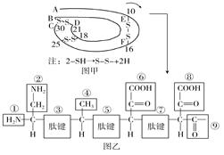 正文  【题文】下面是某蛋白质的肽链结构示意图(图甲,其中数字为