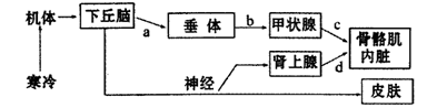 下丘脑是感觉体温变化的主要中枢,是形成冷觉,热觉的部位 d.