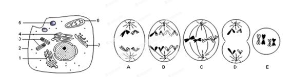 甲是某高等动物细胞亚显微结构图;图乙是该动物体内5个不同分裂时期