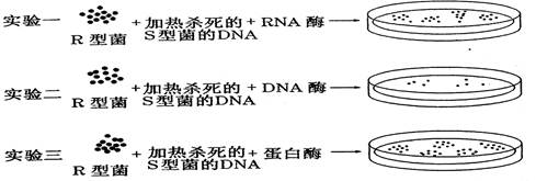 艾弗里等人为了弄清转化因子的本质,进行了一系列的实验,如图是他们所