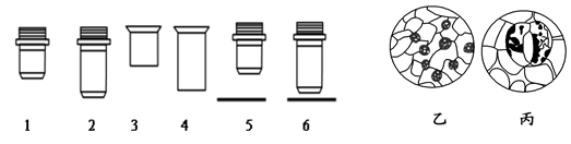 下图中1―6表示不同的物镜与目镜,乙和丙分别表示不同