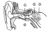 【题文】如图耳的结构中能够接受声波产生振动的是