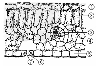 【题文】如图是叶片结构示意图,据图回答