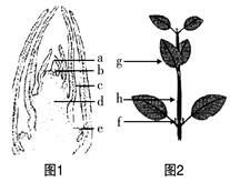 【题文】(5分)图1,图2为枝芽与一段枝条的结构图.