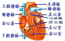 正文 兔子属于哺乳动物,哺乳动物和鸟类都属于恒温动物,其心脏分为四