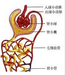【题文】请你根据某病人的血浆、尿液成分化验