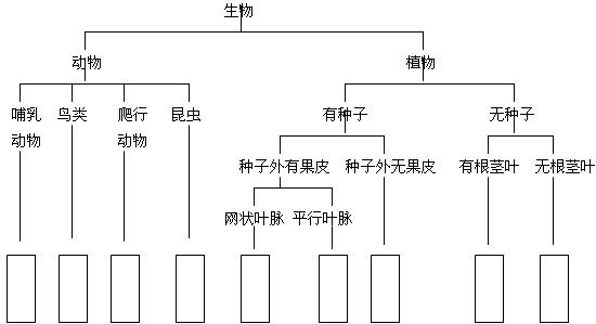 请你根据以下检索表,给下列动植物分类(请把答案填写在方框内)