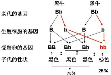已知牛的毛色有黑色和棕色,如果两头黑牛交配