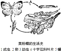 魔方格