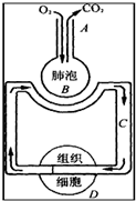 人体呼吸过程示意图