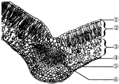 用显微镜观察叶片和横切面和叶片的表皮练习题