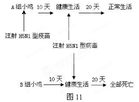 动物稳态调节过程,请回答有关问题。 (1)实验发