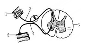 下图表示反射弧的组成示意图。请据图回答:   (