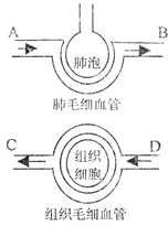初中生物试题 肺泡内气体交换 如图,为人体内气体交换示意图,.