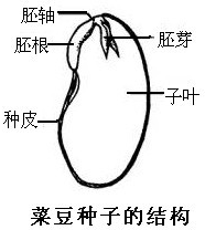 玉米种子和菜豆种子的结构图如下