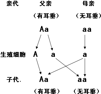 请完成下列遗传图解.