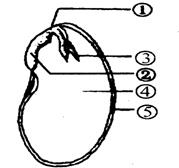 (4分)右图是菜豆种子的结构,请回答