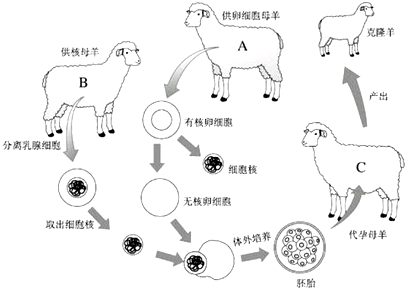 如图是克隆羊"多莉"的培育过程示意图