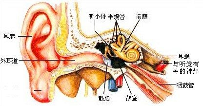 听觉的形成:声波→______.