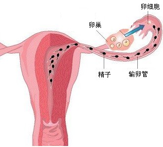 人体内精子和卵细胞结合形成受精卵的场所是( ) a.子宫 b.睾丸 c.