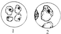 下面两图是显微镜下观察到的番茄果肉细胞,要将图1转化为图2,所列a,b
