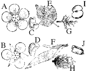 如图是双子叶植物幼茎的切面示意图,请据图回答
