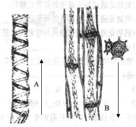 我们有图可以看出:a为一种螺纹管状死细胞所组成,应为导管;b为一种