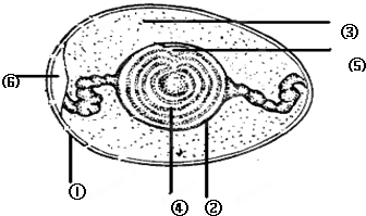 如图是鸟卵的结构示意图,据图回答