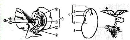 下图分别是才都得花,种子,幼苗示意图,请据图回答
