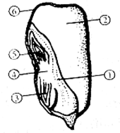 如图是大豆种子的结构示意图,请按要求回答
