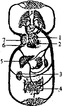 下图是人体血液循环模式图.请分析回答有关问题