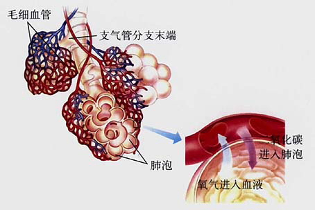 肺泡外毛细血管中的二氧化碳进入肺泡需要经过几层细胞( )